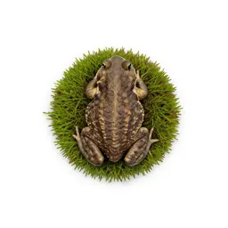 Toad rush