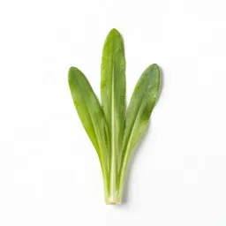 Tower cress