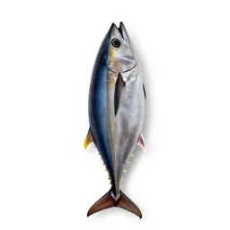 Tuna