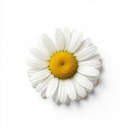 Turfing daisy