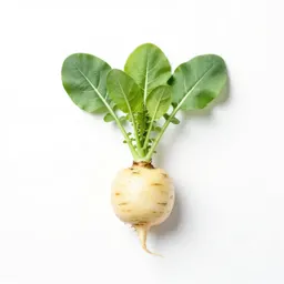 Turnip plant