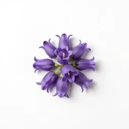Tussock bellflower