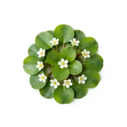 Water crowfoot