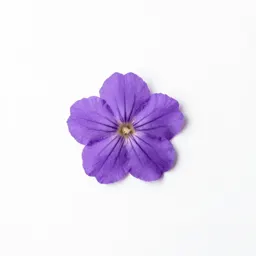 Water gillyflower