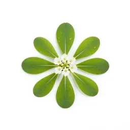 Water pimpernel