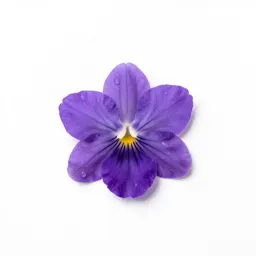 Water violet