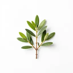 Wax myrtle