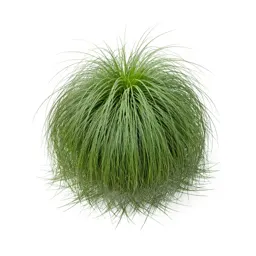 Weeping love grass