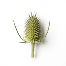 Welted thistle