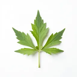 Western mugwort