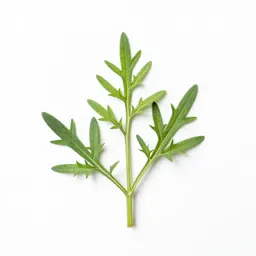 Western ragweed