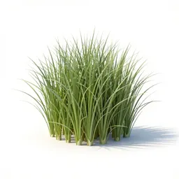 Western wheatgrass