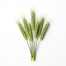 Wheatgrass