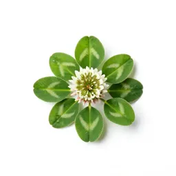 White clover