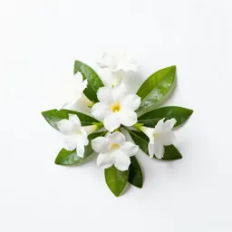 White dipladenia