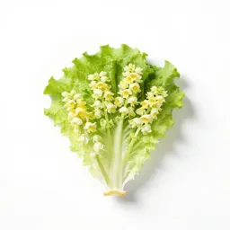 White lettuce