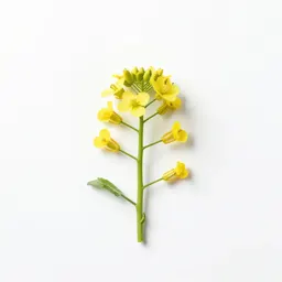 White mustard