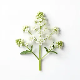 White snakeroot