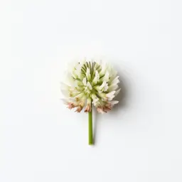 White sweet clover