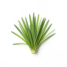 Whitlow grass