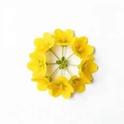 Whorled loosestrife