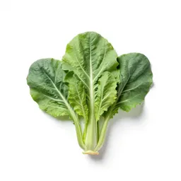 Wild cabbage