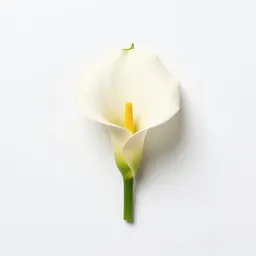 Wild calla