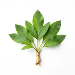 Wild ginger