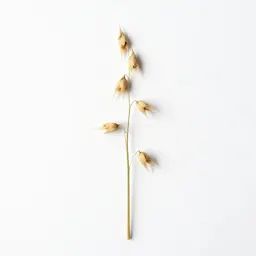 Wild oat