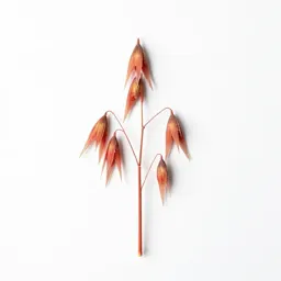 Wild red oat