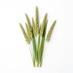 Wild rye
