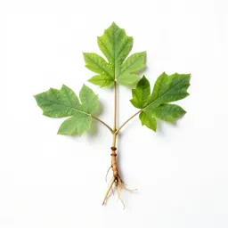 Wild sarsaparilla
