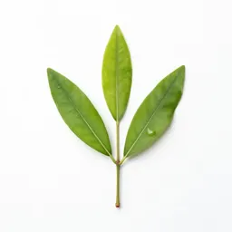 Wild vanilla