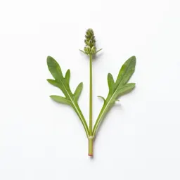 Wildflower