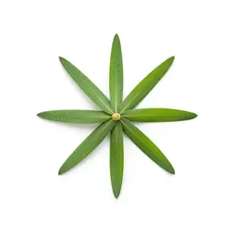 Windmill grass