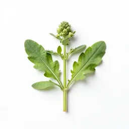Winged pigweed