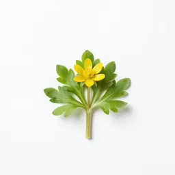 Winter aconite