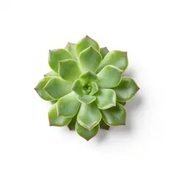 Winter purslane