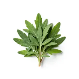 Winter savory