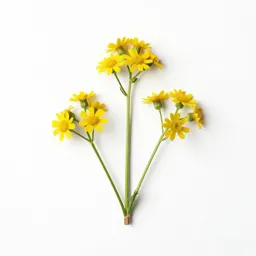 Woodland oxeye