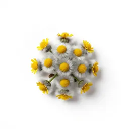 Woolly daisy