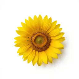Woolly sunflower
