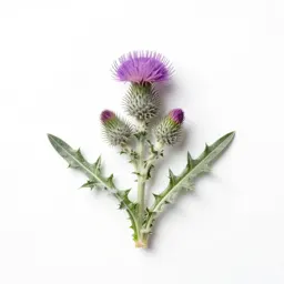Woolly thistle