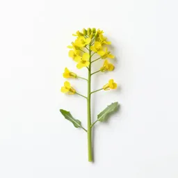 Wormseed mustard