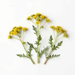 Wormwood