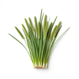 Yardgrass