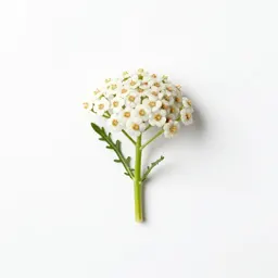 Yarrow