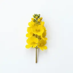 Yellow loosestrife