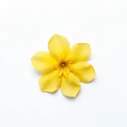 Yellow oleander