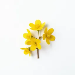 Yellow pimpernel